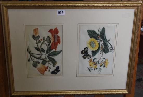 2 Chinese pith paintings of butterflies and flowers